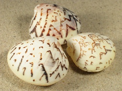 Lioconcha castrensis - Veneridae