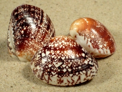 Lioconcha fastigiata - Veneridae