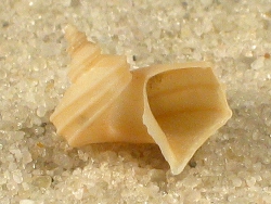 Separatista helicoides - Capulidae