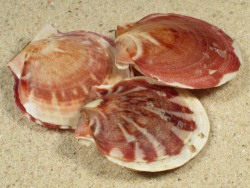 Lissochlamys exotica - Pectinidae