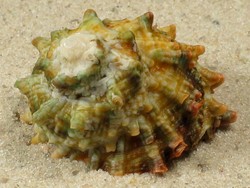 Lithopoma caelatum - Turbinidae