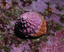 Pomaulax gibberosus - Turbinidae