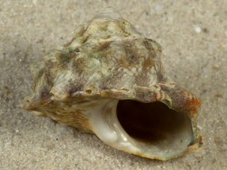 Lithopoma tectum - Turbinidae