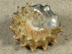 Lithopoma tectum - Turbinidae