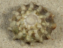 Lithopoma tectum - Turbinidae
