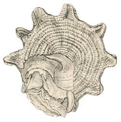 Lithopoma tuber - Turbinidae