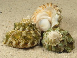 Lithopoma tuber - Turbinidae