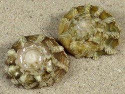 Lithopoma tuber - Turbinidae