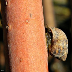 Littoraria angulifera - Littorinidae