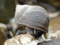 Littorina littorea - Littorinidae