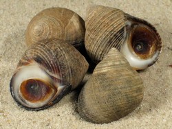 Littorina littorea - Littorinidae