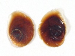 Littorina littorea - Littorinidae