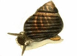 Littorina littorea - Littorinidae