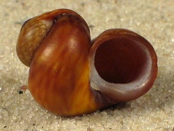 Littorina obtusata - Littorinidae