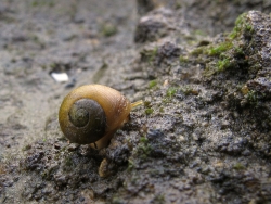 Littorina obtusata - Littorinidae