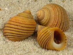 Littorina saxatilis - Littorinidae