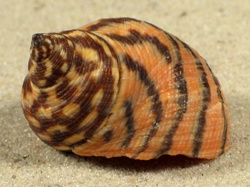 Littoraria zebra - Littorinidae