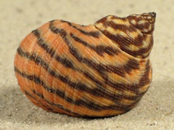 Littoraria zebra - Littorinidae