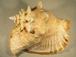 Lobatus gigas - Strombidae