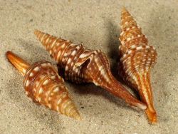 Lophiotoma indica - Turridae