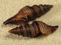 Lophiotoma polytropa - Turridae