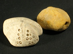 Lovenia bagheerae - Loveniiidae