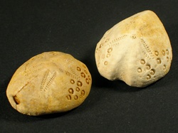 Lovenia forbesi - Loveniidae