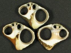 Lunella cinerea - Turbinidae