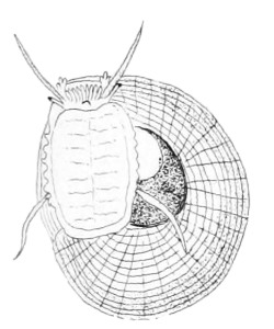 Lunella cinerea - Turbinidae