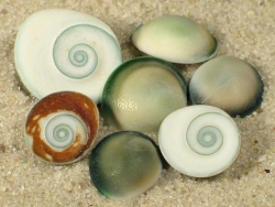 Lunella cinerea - Turbinidae