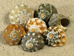 Lunella coreensis - Turbinidae