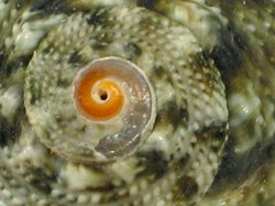 Lunella coreensis - Turbinidae