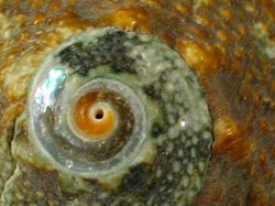 Lunella coreensis - Turbinidae