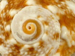 Lunella coreensis - Turbinidae