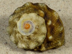 Lunella coreensis - Turbinidae