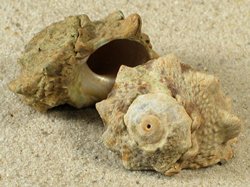 Lunella coronata - Turbinidae