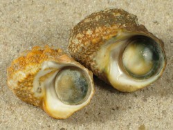 Lunella coronata - Turbinidae