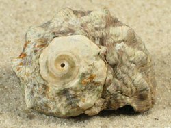 Lunella coronata - Turbinidae