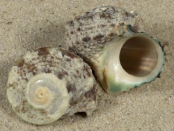 Lunella coronata - Turbinidae