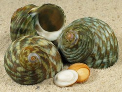 Lunella undulata - Turbinidae