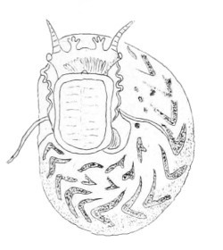 Lunella undulata - Turbinidae