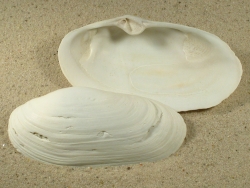 Lutraria angustior - Mactridae