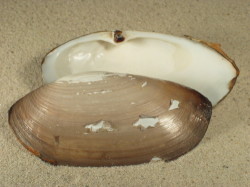 Lutraria lutraria - Mactridae