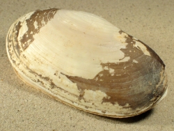 Lutraria lutraria - Mactridae