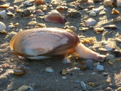 Lutraria lutraria - Mactridae