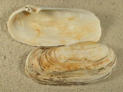  Lutraria oblonga - Mactridae