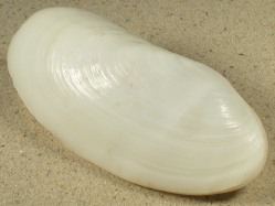 Lutraria rhynchaena - Mactridae