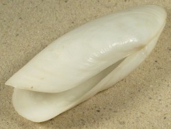 Lutraria rhynchaena - Mactridae