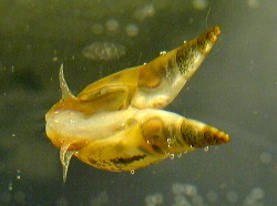 Lymnaea stagnalis - Lymnaeidae