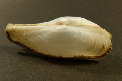 Lyonsia norwegica - Lyonsiidae